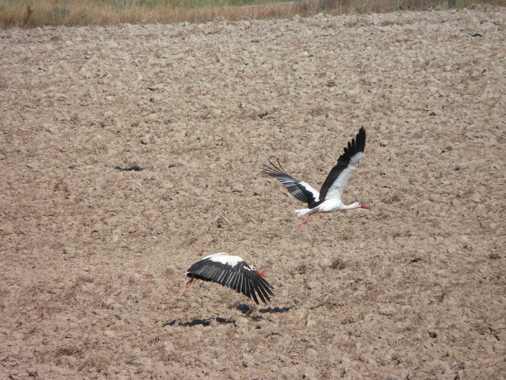 No s'ha trobat l'arxiu